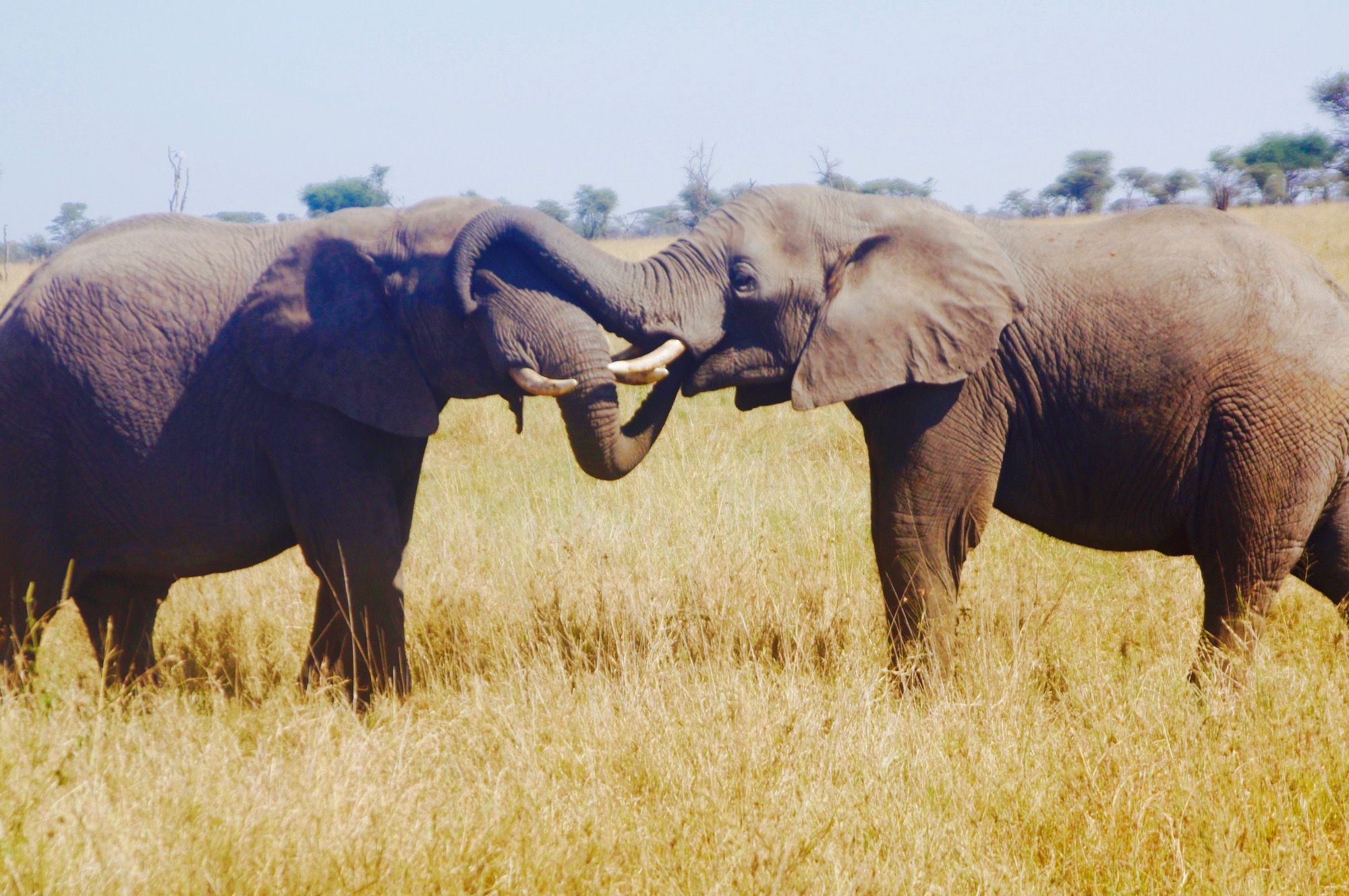elephants, tanzania, safari, africa, big five 